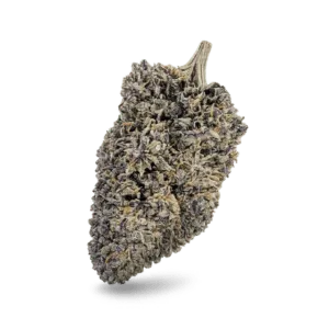 Cherry Pie Aromabl&uuml;te